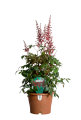 Astilbe 17 cm potte